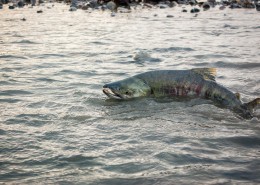 Eagle Preserve Raft Trip