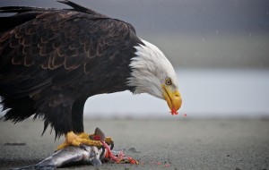 Eagle Preserve Raft Trip eagle